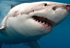 Mujer muere en la isla de San Martín por el ataque de un tiburón