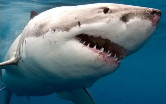Mujer muere en la isla de San Martín por el ataque de un tiburón