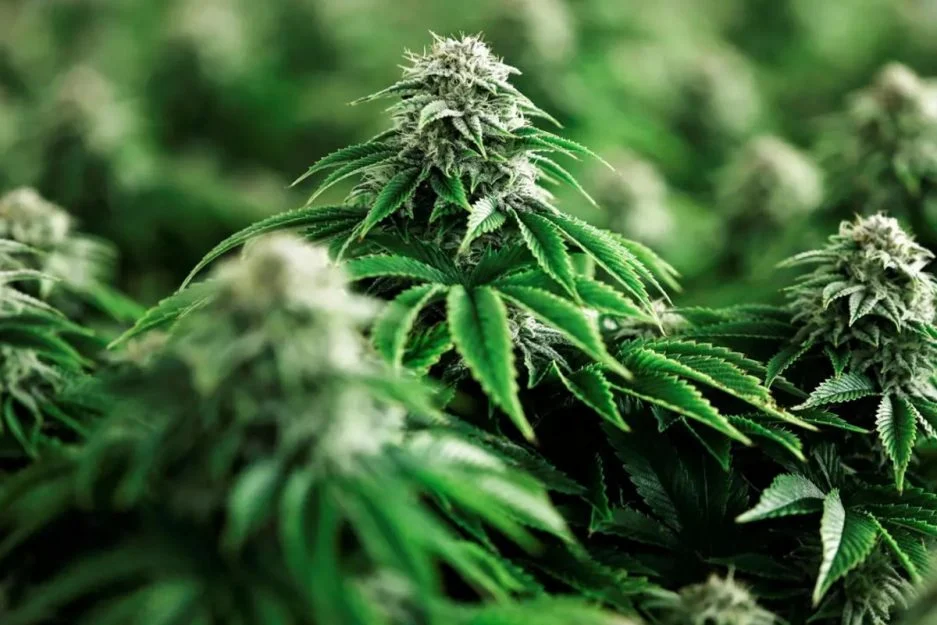 ONU reconoce oficialmente las propiedades medicinales del cannabis