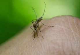 EEUU hace la guerra a los mosquitos con repelente que te vuelve "invisible"