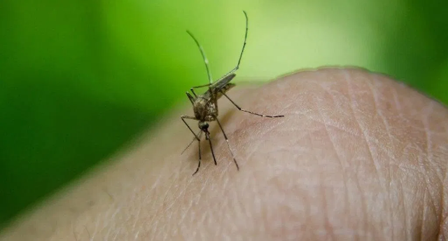 EEUU hace la guerra a los mosquitos con repelente que te vuelve «invisible»