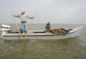 Famosas ostras de Apalachicola no volverán a la mesa de Florida hasta 2025