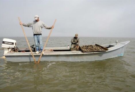 Famosas ostras de Apalachicola no volverán a la mesa de Florida hasta 2025
