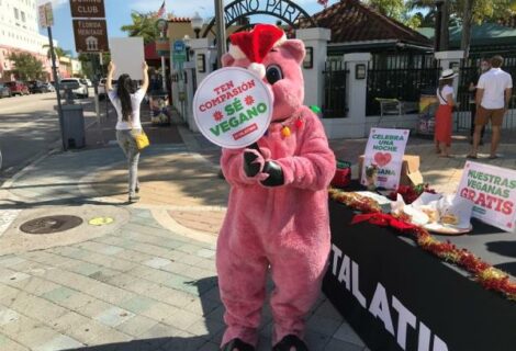 Miami indulta a "Chans" en su tradicional perdón porcino por Nochebuena