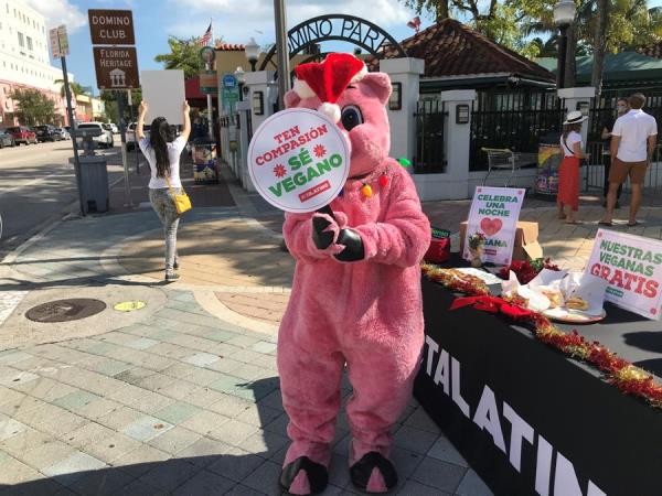 Miami indulta a «Chans» en su tradicional perdón porcino por Nochebuena