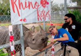Muere rinoceronte negro del zoológico de Miami el más adulto de Norteamérica