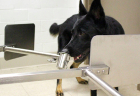 Miami Heat utilizarán perros para detectar a los enfermos de la covid-19