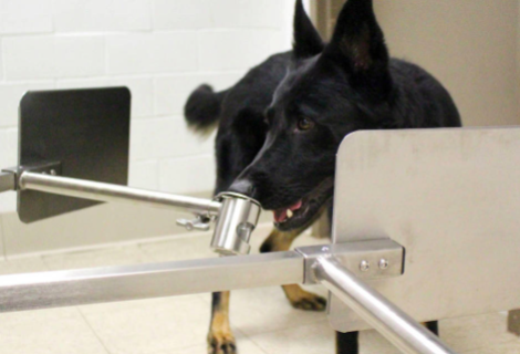Miami Heat utilizarán perros para detectar a los enfermos de la covid-19