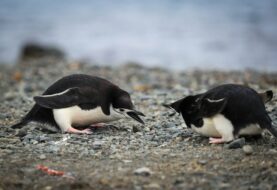 Científicos proponen nueva clasificación de la Antártida según la vegetación