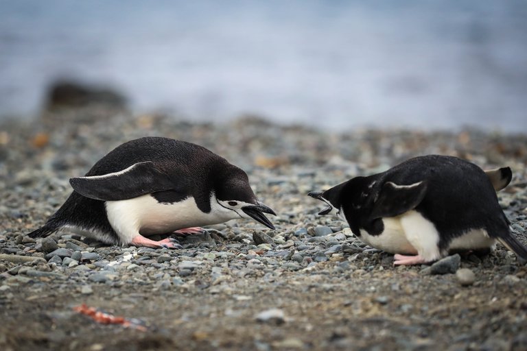 Científicos proponen nueva clasificación de la Antártida según la vegetación