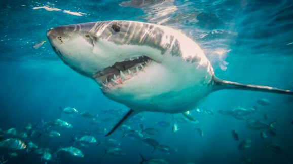Caribe investiga el auge de población de tiburones tras recientes ataques