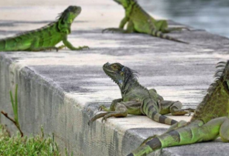 Florida prohíbe la venta y posesión de iguanas por ser una especie invasora