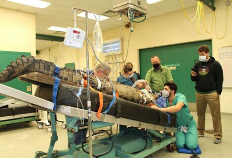 Enorme hembra de cocodrilo operada en Florida para sacarle un zapato