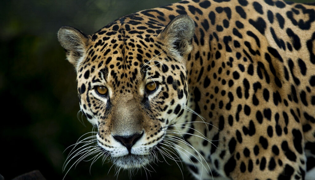 Jaguar mata a otro tras «terrible error» en zoológico de Florida