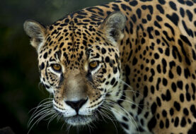 Jaguar mata a otro tras "terrible error" en zoológico de Florida