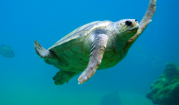 Piden ayuda a bañistas de Florida en temporada de desove de tortugas marinas