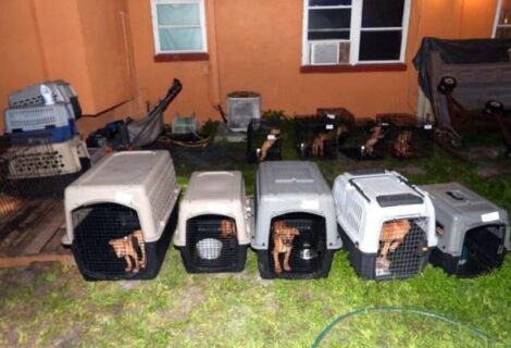 Rescatan en EE.UU. a 42 perros utilizados para peleas ilegales