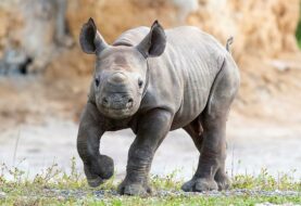 Nace en el zoológico de Miami un rinoceronte negro