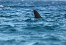 Niño fue atacado por un tiburon en Miami Beach
