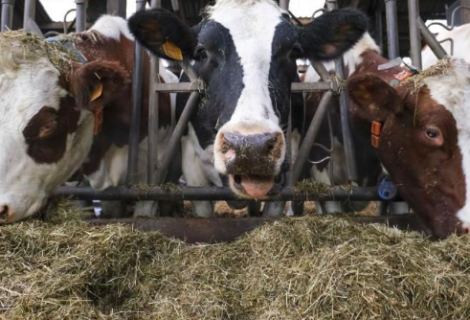 UE y EE.UU. logran un acuerdo para ajustar cuotas agrícolas tras el Brexit