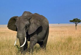 Elefantes africanos están en peligro de extinción