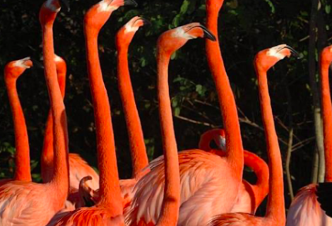 Zoológico de Miami crea grupo científico para preservar el flamenco autóctono