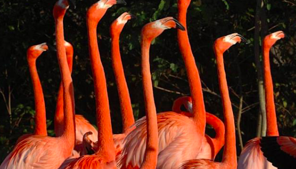 Zoológico de Miami crea grupo científico para preservar el flamenco autóctono