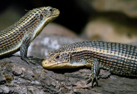 Científicos descubren en Venezuela una nueva especie de lagarto