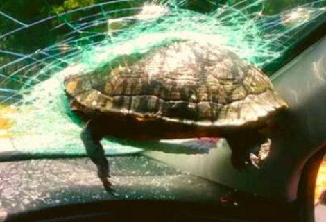 Una tortuga impacta el parabrisas de un auto en Florida y hiere a una mujer