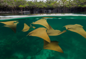Manglares de Galápagos son ecosistemas clave para la diversidad de peces