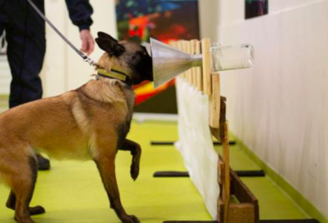 Olfato canino es muy fiable para detectar covid-19, según un estudio francés