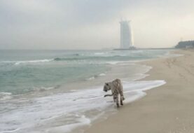 Policía de Dubái busca a un tigre suelto en zona residencial
