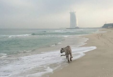 Policía de Dubái busca a un tigre suelto en zona residencial