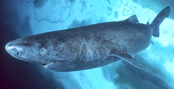 Captan por primera vez la velocidad de nado del tiburón dormilón del Pacífico