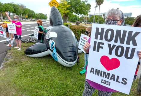 Niños activistas piden liberar a la orca Lolita