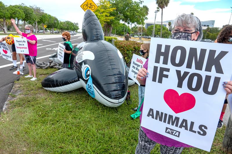 Niños activistas piden liberar a la orca Lolita