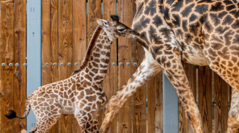 Nace una jirafa en el parque Animal Kingdom de Orlando