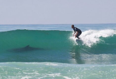 Tiburones surfean para ahorrar energía