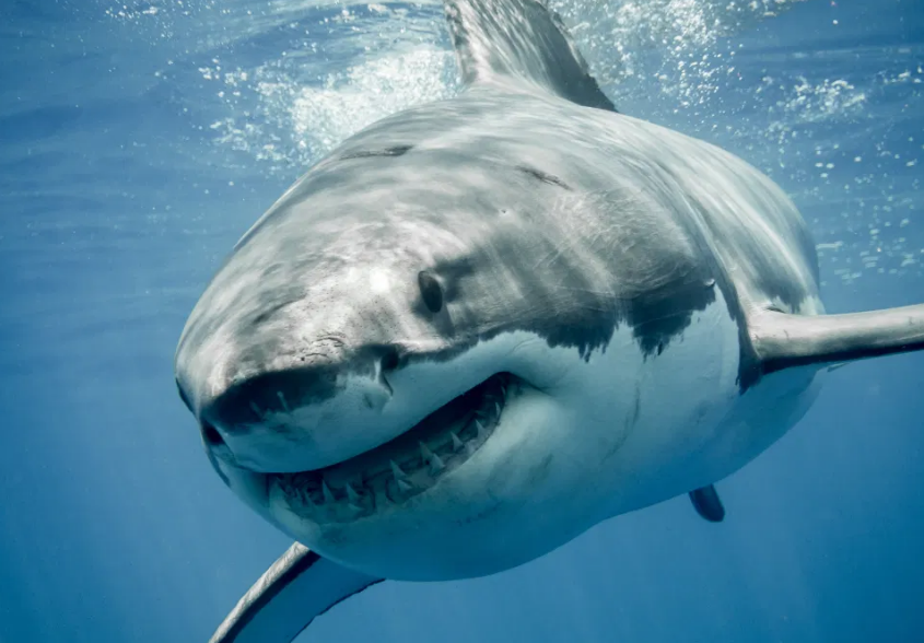 Tiburón muerde a un niño de 11 años en una playa de Florida