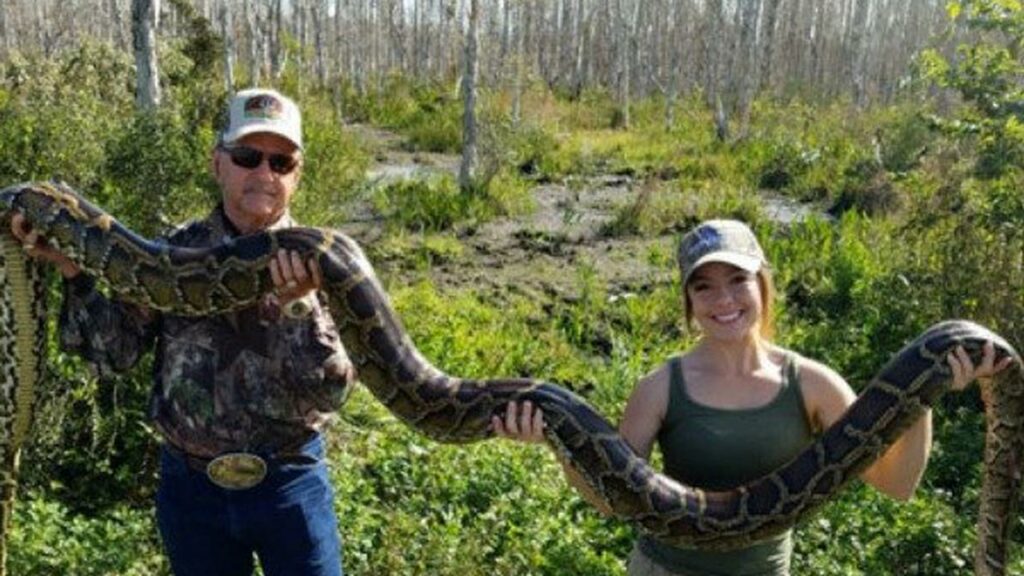 Autoridades dan comienzo a el «Florida Python Challenge»