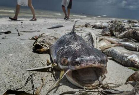 Miles de peces muertos por marea roja afecta a Florida