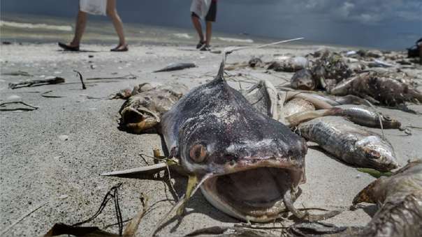 Miles de peces muertos por marea roja afecta a Florida