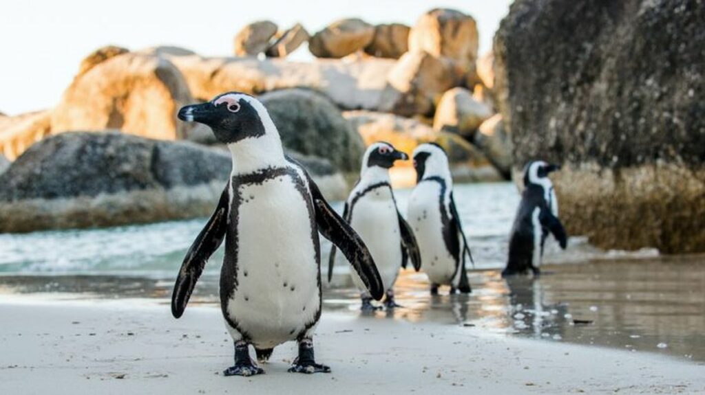 Veterinarios investigan muerte de 7 pingüinos en Florida