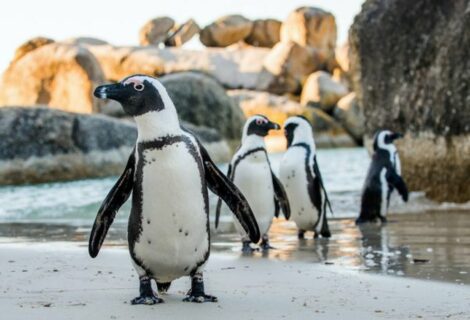 Veterinarios investigan muerte de 7 pingüinos en Florida