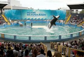 Miami Seaquarium será vendido a una empresa mexicana