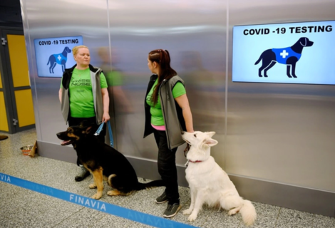 Aeropuerto de Miami prueba perros detectores de COVID-19