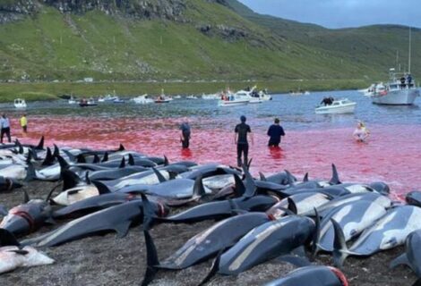 Matan a 1.400 delfines en Islas Feroe por una tradición
