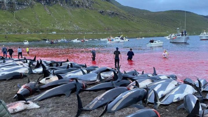Matan a 1.400 delfines en Islas Feroe por una tradición