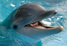 Buscan a persona que asesinó a un delfín en Florida