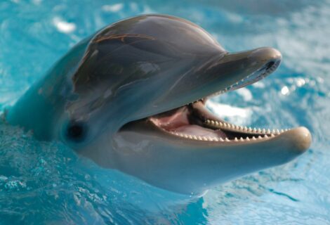 Buscan a persona que asesinó a un delfín en Florida